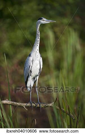 "Grey Heron (Ardea cinerea), Tyrol, Austria, Europe" View Large Photo Image Stock Photograph - "Grey Heron (Ardea cinerea), Tyrol, Austria, Europe". Fotosearch