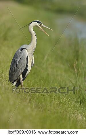 "Grey Heron (Ardea cinerea) with an open beak, standing on the banks of a brook, The Netherlands, Europe" View Large Photo Image Stock Photograph - "Grey Heron (Ardea cinerea) with an open beak, standing on the banks of a brook, The Netherlands, Europe". Fotosearch