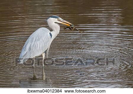 Picture - "Grey Heron (Ardea cinerea) with Common Toad prey (Bufo bufo), Hesse, Germany, Europe". Fotosearch