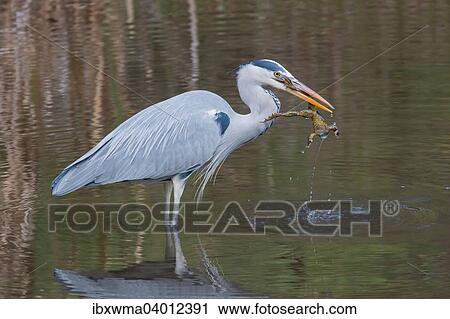 "Grey Heron (Ardea cinerea) with Common Toad prey (Bufo bufo), Hesse, Germany, Europe" View Large Photo Image Stock Image - "Grey Heron (Ardea cinerea) with Common Toad prey (Bufo bufo), Hesse, Germany, Europe". Fotosearch