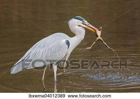 Stock Photo - "Grey Heron (Ardea cinerea) with Common Toad prey (Bufo bufo), Hesse, Germany, Europe". Fotosearch