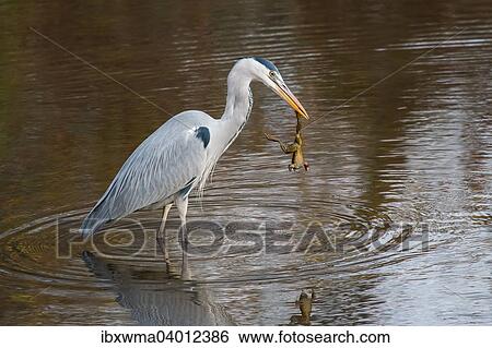 "Grey Heron (Ardea cinerea) with Common Toad prey (Bufo bufo), Hesse, Germany, Europe" View Large Photo Image Stock Photograph - "Grey Heron (Ardea cinerea) with Common Toad prey (Bufo bufo), Hesse, Germany, Europe". Fotosearch