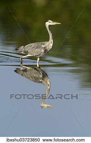 Stock Image - "Grey Heron (Ardea cinerea), with its reflection in the water, Maschwanden, Canton of Zurich, Switzerland, Europe". Fotosearch