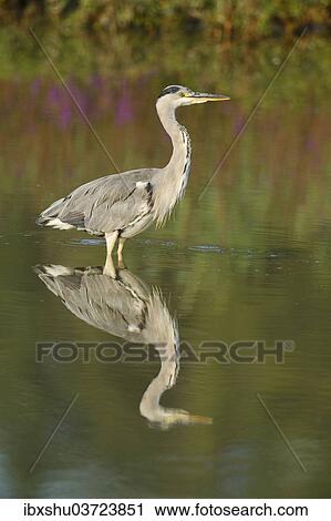 "Grey Heron (Ardea cinerea), with its reflection in the water, Maschwanden, Canton of Zurich, Switzerland, Europe" View Large Photo Image Stock Image - "Grey Heron (Ardea cinerea), with its reflection in the water, Maschwanden, Canton of Zurich, Switzerland, Europe". Fotosearch