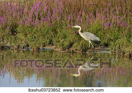 Stock Image - "Grey Heron (Ardea cinerea), with its reflection in the water, Maschwanden, Canton of Zurich, Switzerland, Europe". Fotosearch