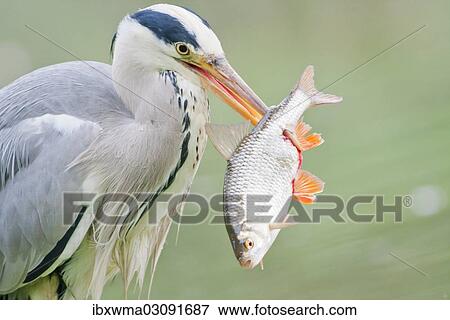 "Grey Heron (Ardea cinerea) with prey, fish, North Hesse, Hesse, Germany, Europe" View Large Photo Image Stock Photo - "Grey Heron (Ardea cinerea) with prey, fish, North Hesse, Hesse, Germany, Europe". Fotosearch