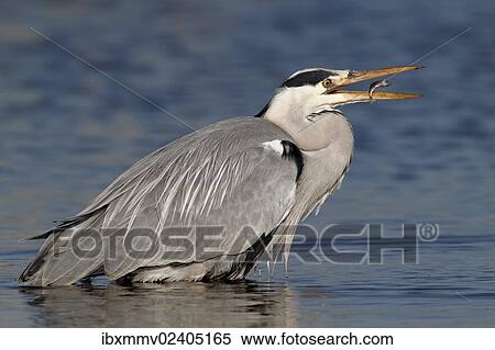 "Grey Heron (Ardea cinerea) with prey, a stickleback, Strohauser Plate, Wesermarsch district, Lower Saxony, Germany, Europe" View Large Photo Image Stock Photography - "Grey Heron (Ardea cinerea) with prey, a stickleback, Strohauser Plate, Wesermarsch district, Lower Saxony, Germany, Europe". Fotosearch
