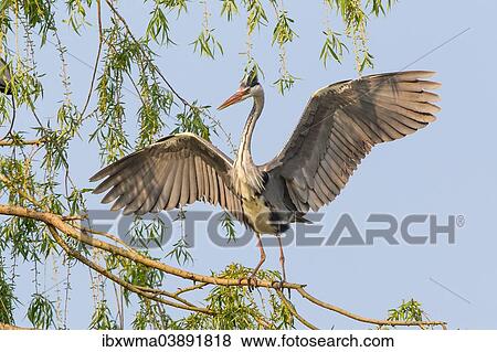 "Grey Heron (Ardea cinerea) with spread wings, perched on the branch of a willow tree, Lower Saxony, Germany, Europe" View Large Photo Image Stock Photo - "Grey Heron (Ardea cinerea) with spread wings, perched on the branch of a willow tree, Lower Saxony, Germany, Europe". Fotosearch