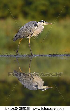 "Grey Heron (Ardea cinerea), with reflection, Kiskunsag National Park, Hungary, Europe" View Large Photo Image Stock Photograph - "Grey Heron (Ardea cinerea), with reflection, Kiskunsag National Park, Hungary, Europe". Fotosearch