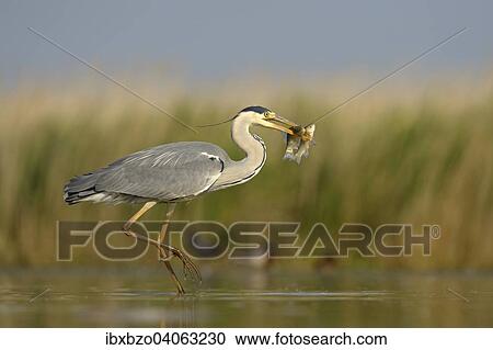 "Grey Heron (Ardea cinerea) with two captured fish, Kiskunsag National Park, Southeastern Hungary, Hungary, Europe" View Large Photo Image Stock Image - "Grey Heron (Ardea cinerea) with two captured fish, Kiskunsag National Park, Southeastern Hungary, Hungary, Europe". Fotosearch