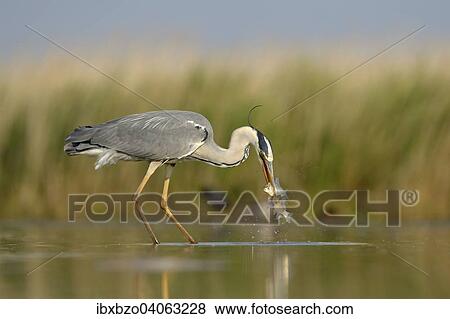 Stock Photo - "Grey Heron (Ardea cinerea) with two captured fish, Kiskunsag National Park, Southeastern Hungary, Hungary, Europe". Fotosearch