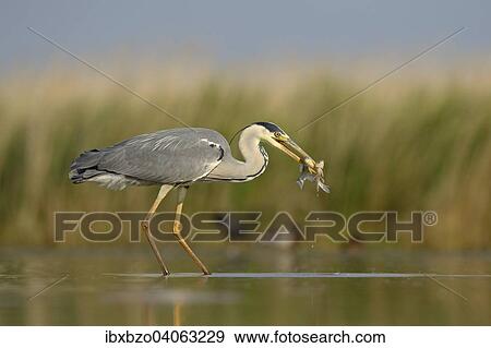 "Grey Heron (Ardea cinerea) with two captured fish, Kiskunsag National Park, Southeastern Hungary, Hungary, Europe" View Large Photo Image Stock Photo - "Grey Heron (Ardea cinerea) with two captured fish, Kiskunsag National Park, Southeastern Hungary, Hungary, Europe". Fotosearch