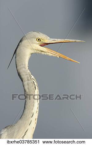 "Grey Heron (Ardea cinerea), young bird with opened beak, portrait, Hamburg, Germany, Europe" View Large Photo Image Stock Image - "Grey Heron (Ardea cinerea), young bird with opened beak, portrait, Hamburg, Germany, Europe". Fotosearch
