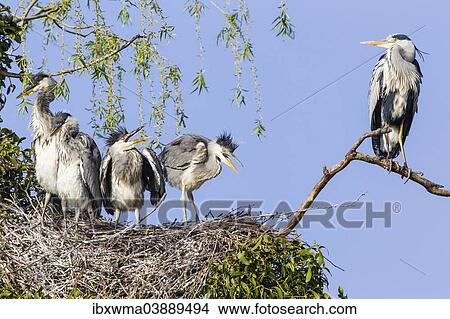"Grey Heron (Ardea cinerea), young birds in a nest with an adult bird, Lower Saxony, Germany, Europe" View Large Photo Image Picture - "Grey Heron (Ardea cinerea), young birds in a nest with an adult bird, Lower Saxony, Germany, Europe". Fotosearch