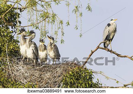 "Grey Heron (Ardea cinerea), young birds in a nest with an adult bird, Lower Saxony, Germany, Europe" View Large Photo Image Stock Image - "Grey Heron (Ardea cinerea), young birds in a nest with an adult bird, Lower Saxony, Germany, Europe". Fotosearch