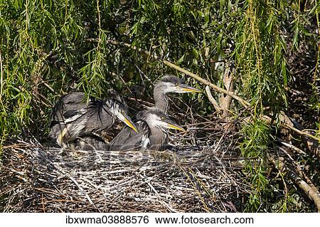 "Grey Heron (Ardea cinerea), young birds in a nest, Lower Saxony, Germany, Europe" View Large Photo Image Stock Photograph - "Grey Heron (Ardea cinerea), young birds in a nest, Lower Saxony, Germany, Europe". Fotosearch