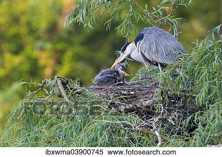 "Grey Herons (Ardea cinerea), adult and chick perched on the nest, Lower Saxony, Germany, Europe" View Large Photo Image Stock Photography - "Grey Herons (Ardea cinerea), adult and chick perched on the nest, Lower Saxony, Germany, Europe". Fotosearch
