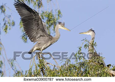 "Grey Herons (Ardea cinerea), young adult perched on a branch with outstretched wings, another young adult watching, Lower Saxony, Germany, Europe" View Large Photo Image Stock Photo - "Grey Herons (Ardea cinerea), young adult perched on a branch with outstretched wings, another young adult watching, Lower Saxony, Germany, Europe". Fotosearch