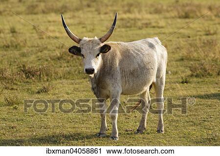 Stock Image - "Grey Hungarian Grey cattle, National Park Lake Neusiedl, Seewinkel, Northern Burgenland, Burgenland, Austria, Europe". Fotosearch