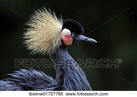 Grey-necked crowned crane (Balearica regulorum) View Large Photo Image Stock Photography - Grey-necked crowned crane (Balearica regulorum). Fotosearch