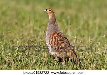 "Grey or English Patridge (Perdix perdix), cock, alert, Apetlon, Lake Neusiedl, Burgenland, Austria, Europe" View Large Photo Image Stock Image - "Grey or English Patridge (Perdix perdix), cock, alert, Apetlon, Lake Neusiedl, Burgenland, Austria, Europe". Fotosearch