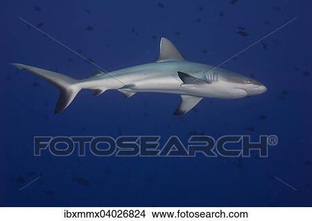 "Grey Reef Shark (Carcharhinus amblyrhynchos), Palau, Micronesia, Oceania" View Large Photo Image Picture - "Grey Reef Shark (Carcharhinus amblyrhynchos), Palau, Micronesia, Oceania". Fotosearch