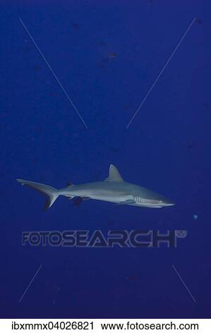 "Grey Reef Shark (Carcharhinus amblyrhynchos), Palau, Micronesia, Oceania" View Large Photo Image Stock Image - "Grey Reef Shark (Carcharhinus amblyrhynchos), Palau, Micronesia, Oceania". Fotosearch