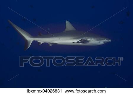 "Grey Reef Shark (Carcharhinus amblyrhynchos), Palau, Micronesia, Oceania" View Large Photo Image Stock Image - "Grey Reef Shark (Carcharhinus amblyrhynchos), Palau, Micronesia, Oceania". Fotosearch