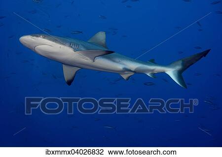 "Grey Reef Shark (Carcharhinus amblyrhynchos), Palau, Micronesia, Oceania" View Large Photo Image Stock Image - "Grey Reef Shark (Carcharhinus amblyrhynchos), Palau, Micronesia, Oceania". Fotosearch