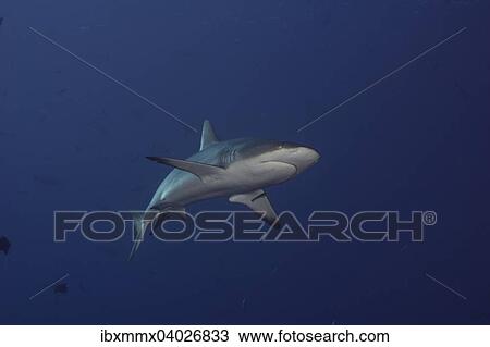 "Grey Reef Shark (Carcharhinus amblyrhynchos), Palau, Micronesia, Oceania" View Large Photo Image Stock Image - "Grey Reef Shark (Carcharhinus amblyrhynchos), Palau, Micronesia, Oceania". Fotosearch