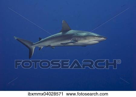 "Grey Reef Shark (Carcharhinus amblyrhynchos), Palau, Mironesien, Oceania" View Large Photo Image Stock Image - "Grey Reef Shark (Carcharhinus amblyrhynchos), Palau, Mironesien, Oceania". Fotosearch