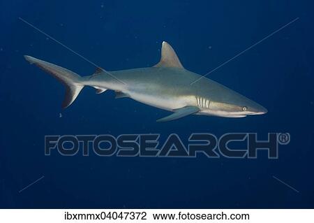 "Grey Reef Shark (Carcharhinus amblyrhynchos), Pacific Ocean, Palau, Oceania" View Large Photo Image Stock Image - "Grey Reef Shark (Carcharhinus amblyrhynchos), Pacific Ocean, Palau, Oceania". Fotosearch