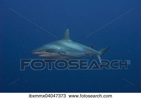 Stock Image - "Grey Reef Shark (Carcharhinus amblyrhynchos), Pacific Ocean, Palau, Oceania". Fotosearch