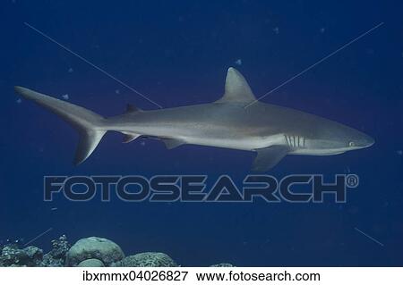 "Grey Reef Shark (Carcharhinus amblyrhynchos), Palau, Micronesia, Oceania" View Large Photo Image Stock Photo - "Grey Reef Shark (Carcharhinus amblyrhynchos), Palau, Micronesia, Oceania". Fotosearch