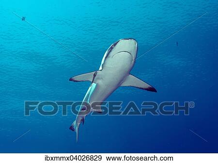 "Grey Reef Shark (Carcharhinus amblyrhynchos), Palau, Micronesia, Oceania" View Large Photo Image Stock Photo - "Grey Reef Shark (Carcharhinus amblyrhynchos), Palau, Micronesia, Oceania". Fotosearch