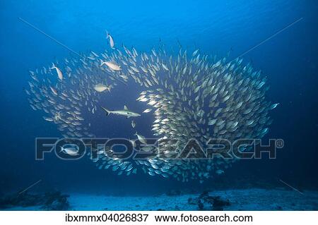 Stock Photo - "Grey Reef Shark (Carcharhinus amblyrhynchos) hunting a shoal of Oxeye Scads (Selar boops), Palau, Micronesia, Oceania". Fotosearch