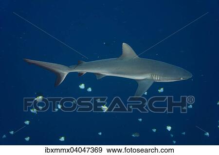 "Grey Reef Shark (Carcharhinus amblyrhynchos), Pacific Ocean, Palau, Oceania" View Large Photo Image Stock Photo - "Grey Reef Shark (Carcharhinus amblyrhynchos), Pacific Ocean, Palau, Oceania". Fotosearch