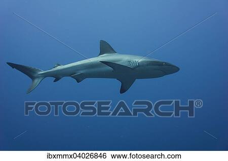 "Grey Reef Shark (Carcharhinus amblyrhynchos), Palau, Micronesia, Oceania" View Large Photo Image Stock Photograph - "Grey Reef Shark (Carcharhinus amblyrhynchos), Palau, Micronesia, Oceania". Fotosearch