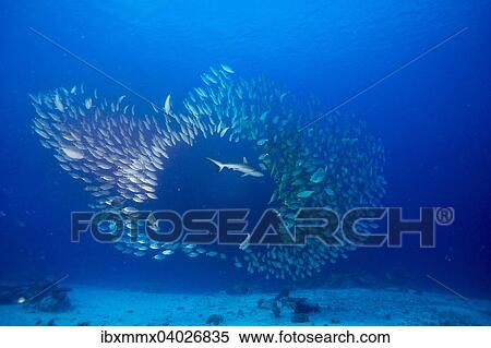 "Grey Reef Shark (Carcharhinus amblyrhynchos) hunting a shoal of Oxeye Scads (Selar boops), Palau, Micronesia, Oceania" View Large Photo Image Stock Photography - "Grey Reef Shark (Carcharhinus amblyrhynchos) hunting a shoal of Oxeye Scads (Selar boops), Palau, Micronesia, Oceania". Fotosearch