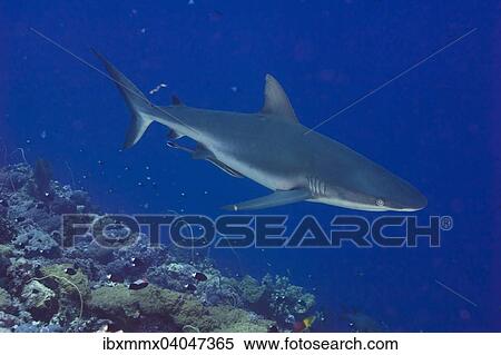 "Grey Reef Shark (Carcharhinus amblyrhynchos), Pacific Ocean, Palau, Oceania" View Large Photo Image Stock Photography - "Grey Reef Shark (Carcharhinus amblyrhynchos), Pacific Ocean, Palau, Oceania". Fotosearch