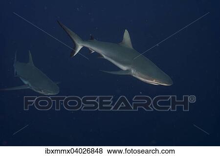 "Grey reef sharks (Carcharhinus amblyrhynchos), Palau, Micronesia, Oceania" View Large Photo Image Stock Photo - "Grey reef sharks (Carcharhinus amblyrhynchos), Palau, Micronesia, Oceania". Fotosearch