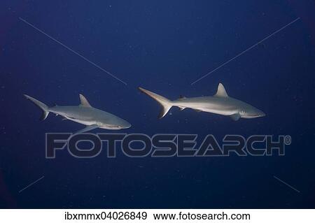 "Grey reef sharks (Carcharhinus amblyrhynchos), Palau, Micronesia, Oceania" View Large Photo Image Stock Photo - "Grey reef sharks (Carcharhinus amblyrhynchos), Palau, Micronesia, Oceania". Fotosearch