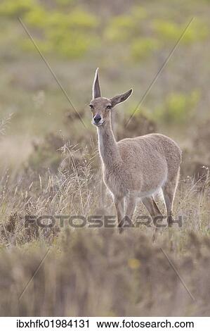 "Grey rhebock (Pelea capreolus) at Bontebok National Park, South Africa, Africa" View Large Photo Image Stock Image - "Grey rhebock (Pelea capreolus) at Bontebok National Park, South Africa, Africa". Fotosearch