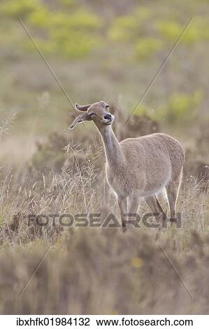 "Grey rhebock (Pelea capreolus) at Bontebok National Park, South Africa, Africa" View Large Photo Image Stock Image - "Grey rhebock (Pelea capreolus) at Bontebok National Park, South Africa, Africa". Fotosearch