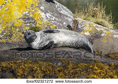 "Grey seal (Halichoerus grypus), Bantry Bay, Cork, Ireland, Europe" View Large Photo Image Stock Image - "Grey seal (Halichoerus grypus), Bantry Bay, Cork, Ireland, Europe". Fotosearch