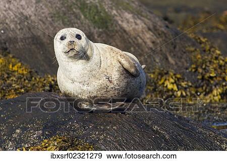 "Grey seal (Halichoerus grypus), Bantry Bay, Cork, Ireland, Europe" View Large Photo Image Stock Photo - "Grey seal (Halichoerus grypus), Bantry Bay, Cork, Ireland, Europe". Fotosearch