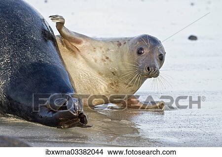 "Grey Seal (Halichoerus grypus), female slapping fin on a male seal's rear, Helgoland, Schleswig-Holstein, Germany, Europe" View Large Photo Image Picture - "Grey Seal (Halichoerus grypus), female slapping fin on a male seal's rear, Helgoland, Schleswig-Holstein, Germany, Europe". Fotosearch