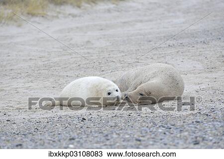 "Grey Seal (Halichoerus grypus), female with pup on the beach, Dune island, Helgoland, Schleswig-Holstein, Germany, Europe" View Large Photo Image Stock Image - "Grey Seal (Halichoerus grypus), female with pup on the beach, Dune island, Helgoland, Schleswig-Holstein, Germany, Europe". Fotosearch