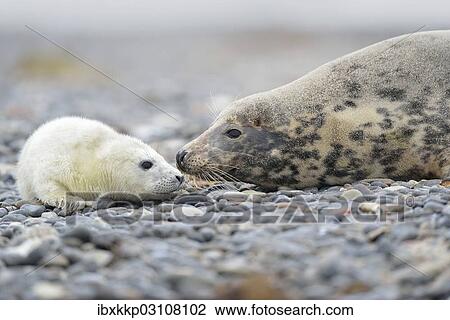 "Grey Seal (Halichoerus grypus), female with pup on the beach, Dune island, Helgoland, Schleswig-Holstein, Germany, Europe" View Large Photo Image Stock Image - "Grey Seal (Halichoerus grypus), female with pup on the beach, Dune island, Helgoland, Schleswig-Holstein, Germany, Europe". Fotosearch