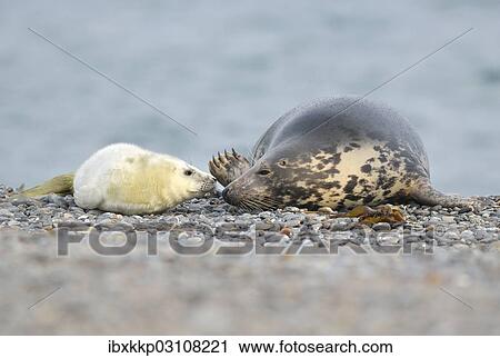 "Grey Seal (Halichoerus grypus) female with pup, on the beach, Dune island, Helgoland, Schleswig-Holstein, Germany, Europe" View Large Photo Image Stock Image - "Grey Seal (Halichoerus grypus) female with pup, on the beach, Dune island, Helgoland, Schleswig-Holstein, Germany, Europe". Fotosearch